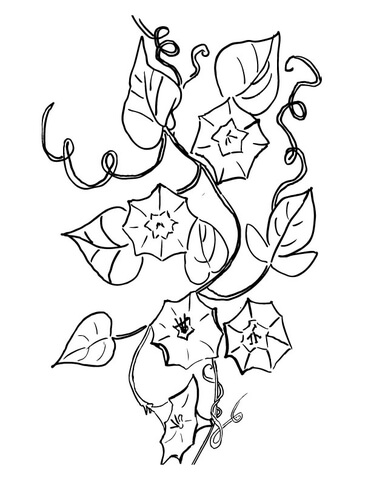 Campanula Bell Flower  Coloring Page